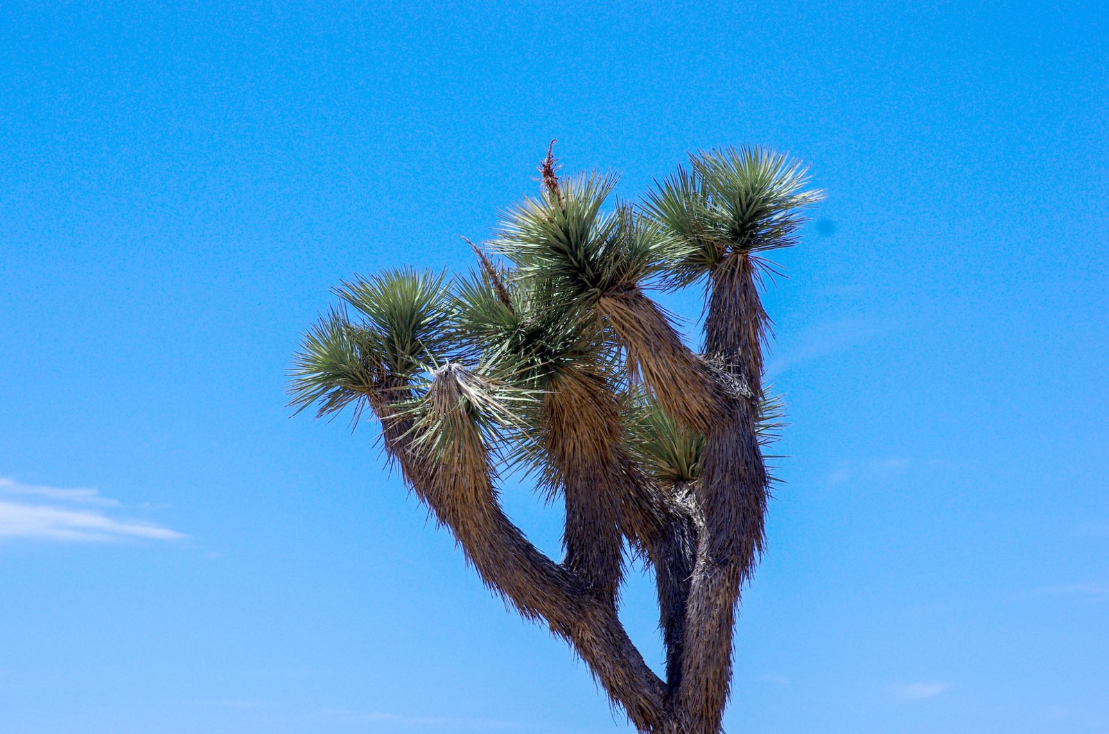Joshua Tree 03